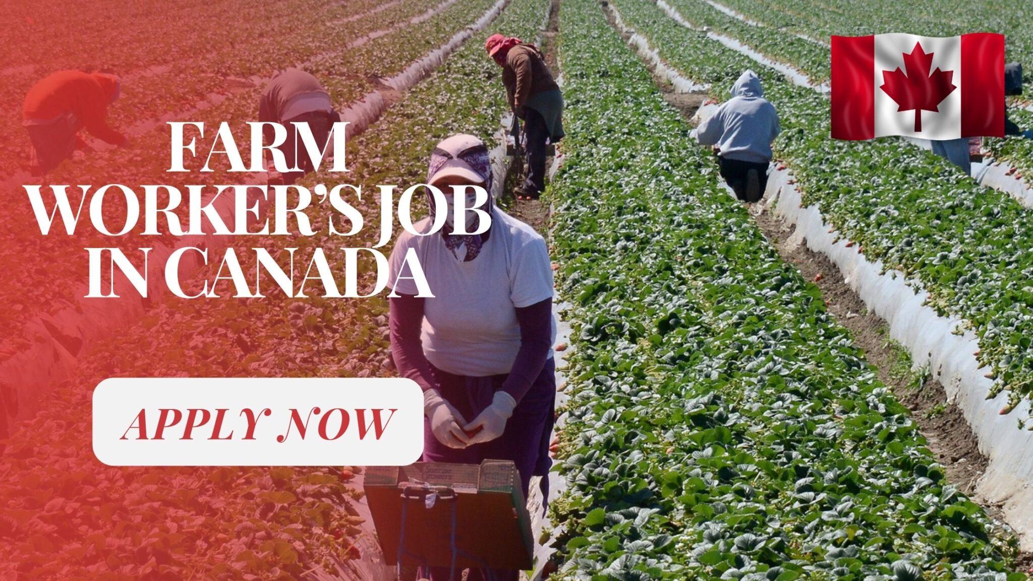 Farm Worker’s Job in Canada